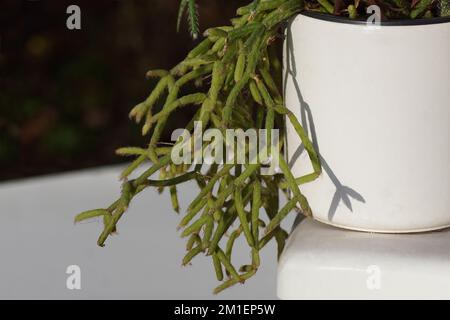 Rhipsalis pilocarpa, le cactus de la cickerware à fruits de cheveux dans un pot blanc avec un fond blanc et foncé. Un cactus épiphytique Banque D'Images