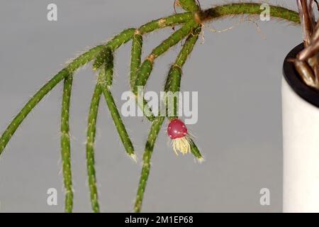 Gros plan d'une baie rouge de Rhipsalis pilocarpa, du cactus wickerware à fruits de poirier et d'un fond gris. Un cactus épiphytique Banque D'Images