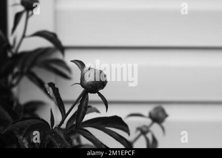 Magnifique bourgeon de fleur de pivoine fraîche qui pousse dans la prairie dans un noir et blanc monochrome. Banque D'Images