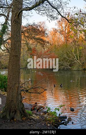 Oiseaux sur un lac au coucher du soleil dans cette scène hivernale. Une journée d'hiver froide à Kelsey Park, Beckenham, Kent, Royaume-Uni. Oies égyptiennes (Alopochen aegyptiaca). Banque D'Images