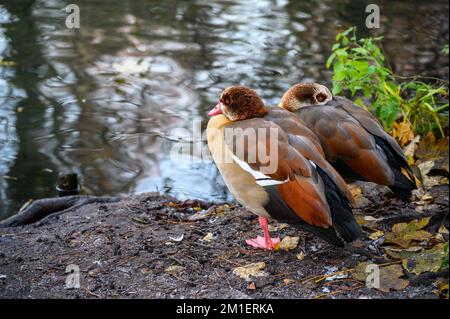 Deux oies égyptiennes se tiennent au bord d'un lac par une journée froide d'hiver. Kelsey Park, Beckenham, Kent, Royaume-Uni. Oie égyptienne (Alopochen aegyptiaca). Banque D'Images