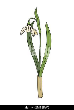 Dessin botanique de Snowdrop janvier naissance mois fleur. Illustration de Vecteur