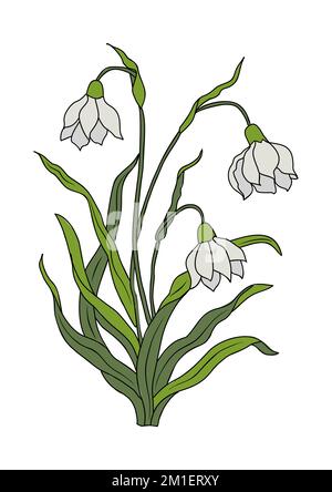 Dessin botanique de Snowdrop janvier naissance mois fleur. Illustration de Vecteur