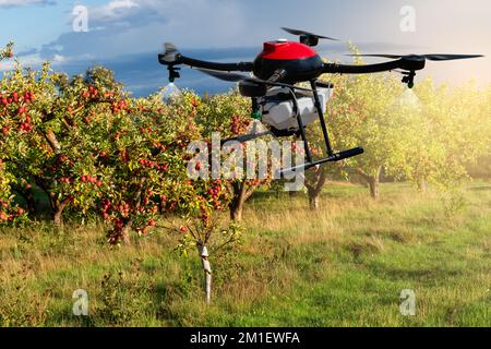Un pulvérisateur de drone survole les pommiers. Agriculture intelligente et agriculture de précision Banque D'Images