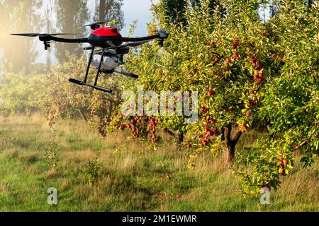 Un pulvérisateur de drone survole les pommiers. Agriculture intelligente et agriculture de précision Banque D'Images