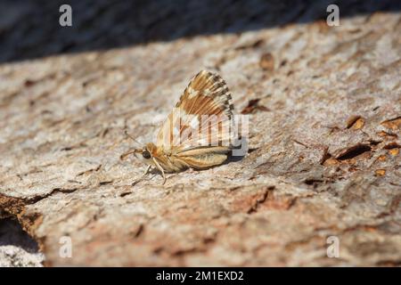 Gros plan naturel de Spialia sertorius, papillon rouge de l'escadre, avec ailes fermées Banque D'Images