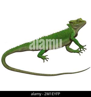 Green Lizard 4 reptiles Digital Art by Winters860 arrière-plan isolé et transparent Banque D'Images