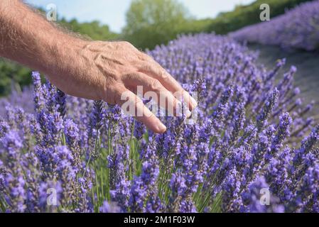 Lavande et main de fermier en fleur de gros plan Banque D'Images