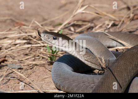 Mamba noir (Dendroaspis polylepis) flage de la langue Banque D'Images