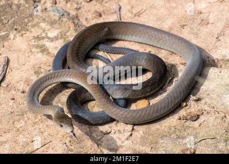 Jeunes Mamba noir (Dendroaspis polylepis) flage de la langue Banque D'Images