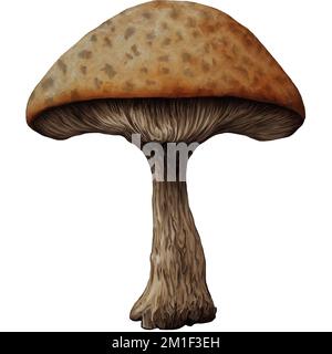 Rare champignon de champignons isolé arrière-plan Art numérique d'ici Winters860 Banque D'Images