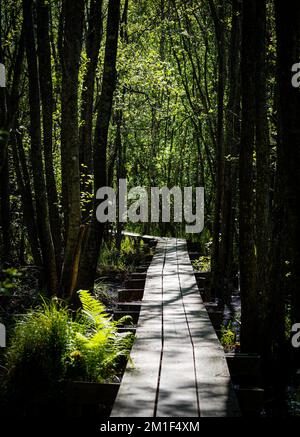 Sentier en bois vide au milieu des arbres en forêt Banque D'Images