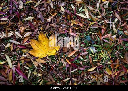 Couleur dorée riche et vibrante d'une feuille d'érable Acer morte couché sur le sol en automne en Angleterre au Royaume-Uni. Banque D'Images