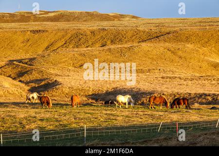 Chevaux nordiques islandais dans le parc national de Thingvellir, Islande Banque D'Images