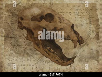 Black Bear Skull Art Study Old Textured Paper Vintage Geometrical Poster Banque D'Images