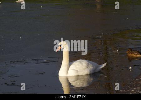 Un cygne dans les travaux nautiques de Belfast Banque D'Images