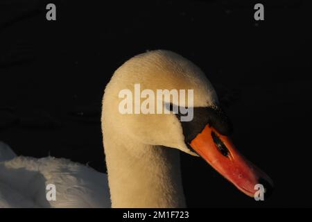 Un cygne dans les travaux nautiques de Belfast Banque D'Images