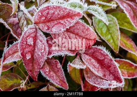 Gros plan sur les feuilles de Nandina domestica 'Fire Power' recouvertes de cristaux de glace d'un givre dans un jardin d'hiver du Royaume-Uni. Banque D'Images