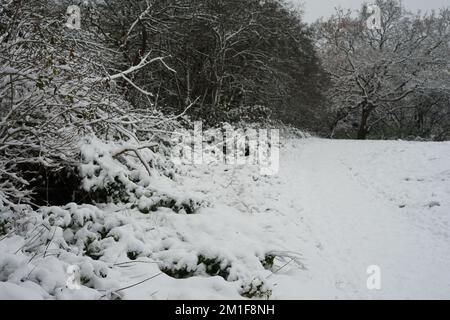 Un groupe de Montrose recouvert de neige sur le 12-12-2022, à Barnett, Londres, Angleterre, Royaume-Uni Banque D'Images