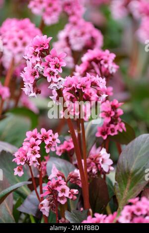 Bergenia Pink Dragonfly, Elephant's Ears Pink Dragonfly, Pig Squeak Pink Dragonfly, Dragonfly série, fleurs roses avec des gorges rose foncé Banque D'Images