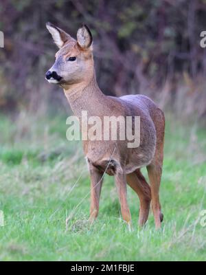 Femme Roe Deer dans le Cotswold Hills Gloucestershire Royaume-Uni Banque D'Images