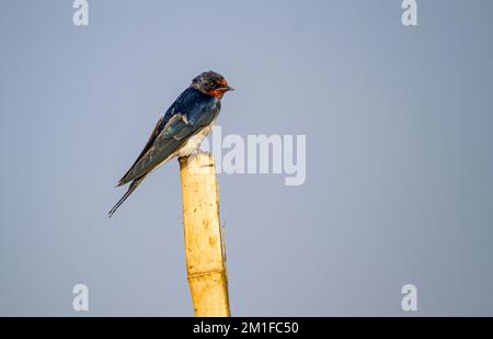 Oiseaux dans le sanctuaire de Chilka à Odisha en Inde Banque D'Images