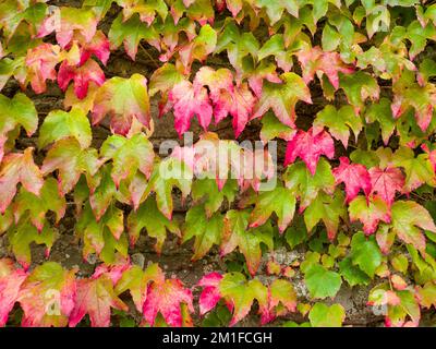 Boston Ivy (Parthenocissus tricuspidate) sur un mur de jardin en automne. Banque D'Images