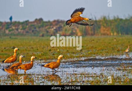 Canards dans le sanctuaire ornithologique de Chilka à Odisha dans Golden Light en Inde Banque D'Images