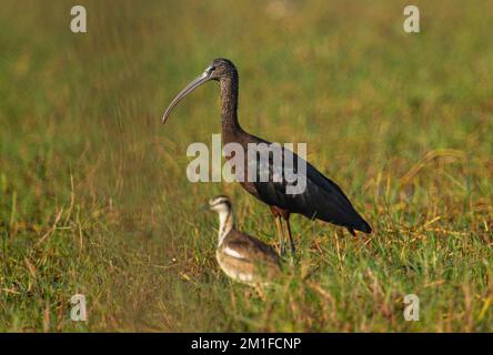 Ibis brillant au lac Chilka à Odisha en Inde, marécages et lumière matinale Banque D'Images