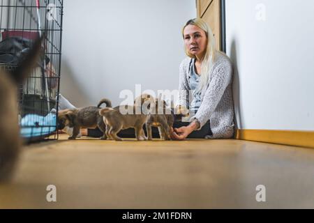 Femme bénévole avec ses petits chiots sauvés à la maison. Photo de haute qualité Banque D'Images