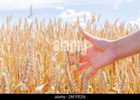 L'agronome vérifie la qualité des oreilles. Main et blé. Un terrain semé de seigle. Agriculture et agronomie. Homme dans le champ. Banque D'Images