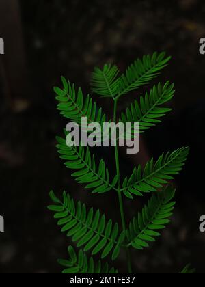 Un cliché vertical de Mimosa pudica laisse sur fond sombre Banque D'Images