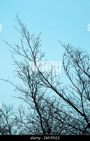 Groupe de branches d'arbre sèches contre ciel bleu Banque D'Images