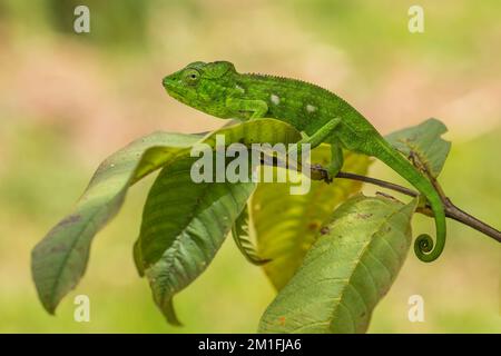 Chameleon d'Oustalet - Furcifer oustaleti, belle caméléon colorée, Madagascar endémique, forêt de Kirindi, Madagascar. Banque D'Images