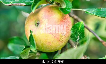 Apple dans la succursale. Le fruit est suspendu sur l'arbre. Fruit riche en vitamines. Cuisine du jardin. Banque D'Images