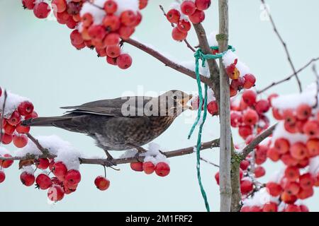 blackbird, Turdus Merula, assis sur un pommier ornemental dans de la neige poudreuse fraîche Banque D'Images