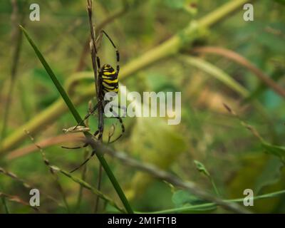 Un gros plan d'une araignée en guêpe sur une grande herbe, également connue sous le nom d'Argiope Bruennichi Banque D'Images