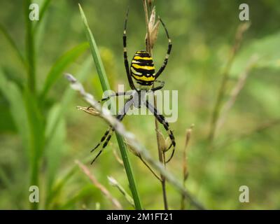 Un gros plan d'une araignée en guêpe sur une grande herbe, également connue sous le nom d'Argiope Bruennichi Banque D'Images