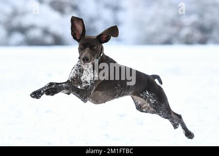 Wimbledon Common, Londres, Royaume-Uni. 12th décembre 2022. Des paniers à cheveux en allemand ont été diffusés en profitant des conditions de neige sur Wimbledon Common: Credit: Ashley Western/Alamy Live News Banque D'Images