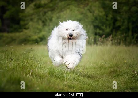Old English Sheepdog courant directement vers l'appareil photo dans un champ Banque D'Images