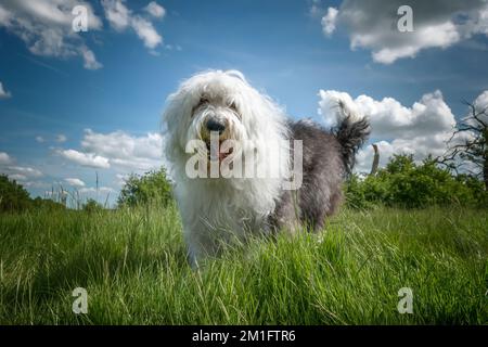 Old English Sheepdog debout dans l'herbe très près avec le ciel bleu et nuage Banque D'Images