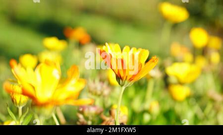 Fleurs Marigold (Calendula officinalis) au soleil du matin, atmosphère rêveuse Banque D'Images