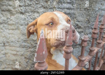 Pitbull femelle orange beige derrière une calandre métallique, lumière naturelle et espace à écrire à côté. Banque D'Images