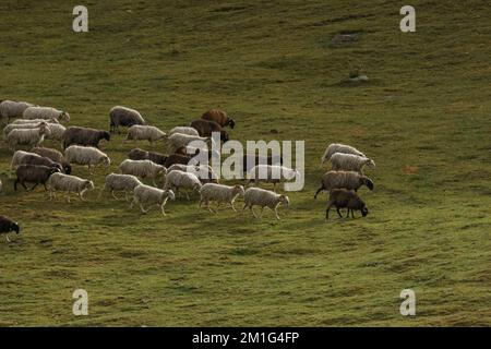 Un troupeau de moutons qui se pastent sur un pré dans la montagne des Pyrénées françaises, sous la lumière du soleil du matin doré Banque D'Images