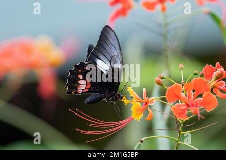 Papillon noir et rouge Cattleheart buvant le nectar d'une fleur tropicale. Banque D'Images