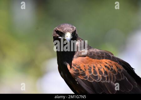 Non exclusif : une espèce de buse de queue rouge vue dans son habitat au cours d'un programme de conservation des espèces, le zoo compte 1803 animaux en captivité à Chapicultepe Banque D'Images