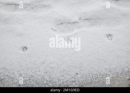 Magnifique chat de gingembre qui descend dans la rue enneigée en hiver Banque D'Images