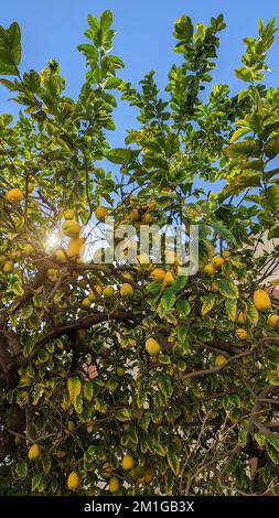 Une branche d'un arbre avec des citrons sur le fond du ciel et du soleil d'été Banque D'Images