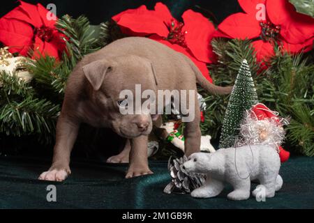 Petit mignon petit chiot américain Bully assis à côté de branches d'arbre de Noël décorées avec des fleurs de poinsettia rouges flocons de neige, des cônes. Noël et New Ye Banque D'Images