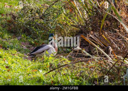 Canard colvert mâle debout dans l'herbe sur la rive du lac Banque D'Images